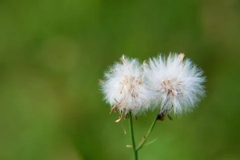 Weedflower Stock Photos