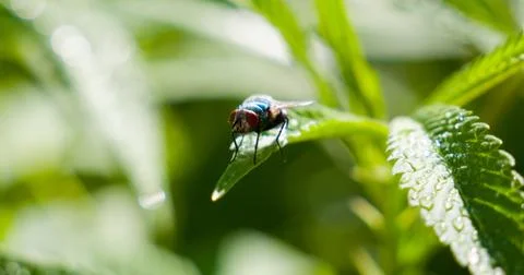 WeedFlydrink Stock Photos