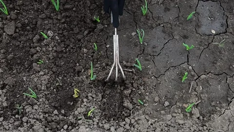 Weeding and loosening of the onion bed. Slow motion. Stock Footage 166183903