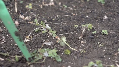 Weeding and loosening of the soil Stock Footage 75463693