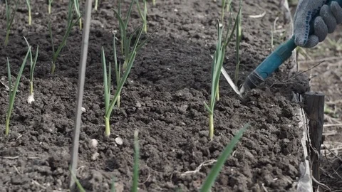 Weeding and loosening of the soil Stock Footage 75468123