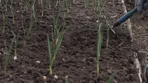 Weeding and loosening of the soil Stock Footage 75471966