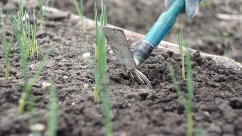 Weeding and loosening of the soil Stock Footage 75473482