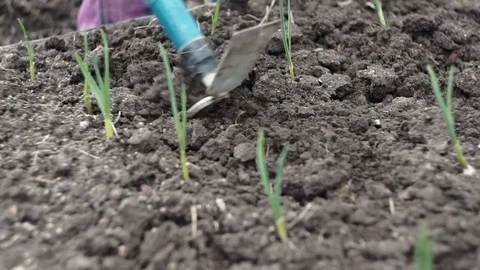 Weeding and loosening of the soil Stock Footage 75475337