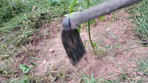 Weeding and tilling soil around a young chili plant Stock-Footage 336474278