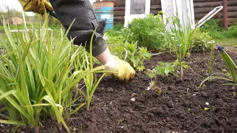 Weeding the beds with flowers Stock Footage 130593978