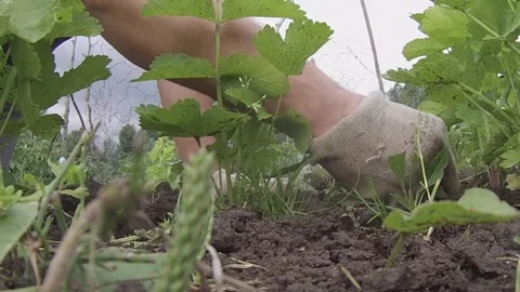 Weeding between parsnips on an allotment Stock-Footage 299903123