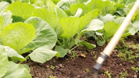 Weeding cabbage bed with chopper in the garden Stock Footage