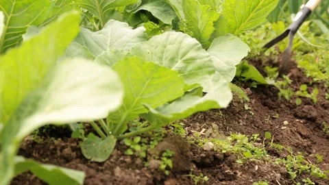 Weeding cabbage bed with chopper in the garden Video stock 79671516