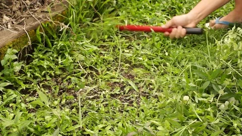 WEEDING WITH A CARBON STEEL SICKLE Stock Footage 75720653