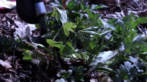 Weeding Creeping Buttercup Stock Footage 190546476