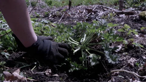 Weeding Creeping Cuttercup Stock Footage 188943968