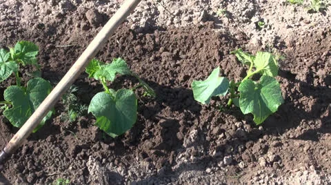 Weeding cucumber seedlings in spring garden Stock Footage 24899187