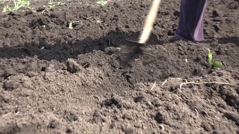 Weeding on Dry the Ground Plants. 4K UltraHD, UHD Vídeos de archivo 82678995