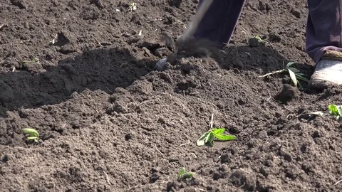 Weeding on Dry the Ground Plants. 4K UltraHD, UHD Stock Footage 82679033