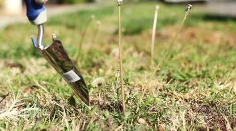 Weeding Stock Footage 10804207