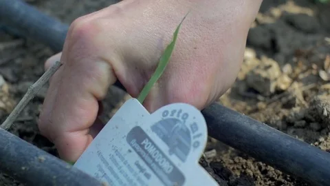 Weeding Stock Footage 76787804