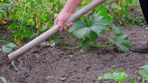 Weeding Stock Footage 197485312