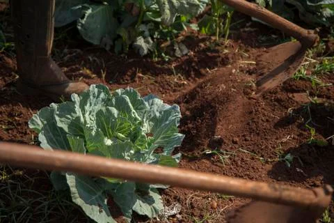 Weeding garden crop vegetable Stock Photos