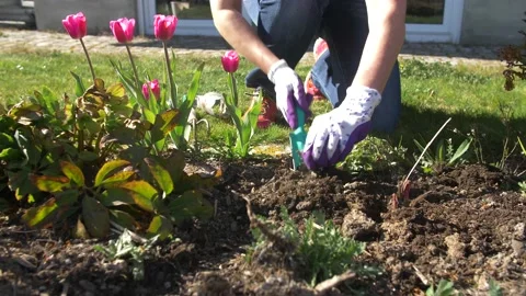 Weeding in the garden Stock Footage 151699623