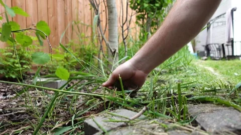 Weeding a garden Stock Footage 277358604