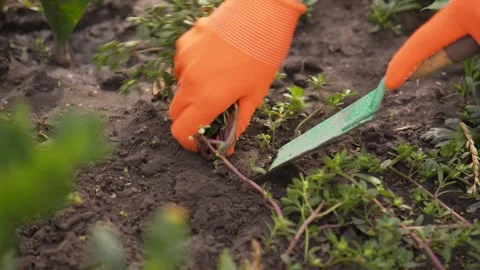 Weeding the garden. A woman's hand in work gloves clears the ground of weeds. Stock Footage 283373995