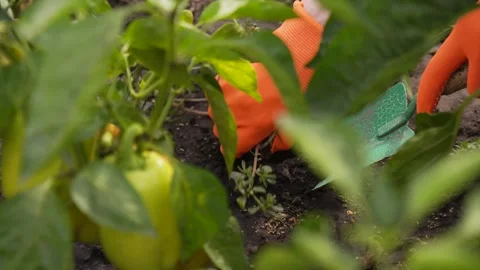 Weeding the garden. A woman's hand in work gloves clears the ground of weeds. Stock Footage 283449638