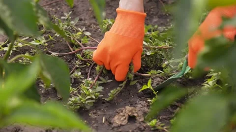 Weeding the garden. A woman's hand in work gloves clears the ground of weeds. Stock Footage 283915198