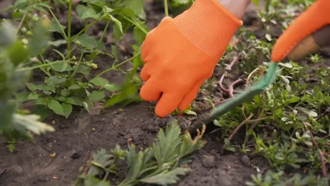 Weeding the garden. A woman's hand in work gloves clears the ground of weeds. Stock Footage 284851745