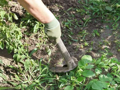 Weeding grass in garden by hoe weeding grass in garden by hoe in summer da... Stock Photos