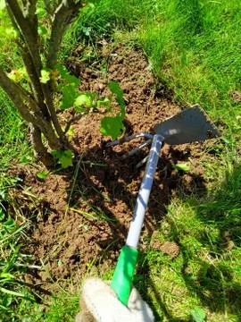 Weeding grass under currant bushes with a chopper with a green handle Stock Photos