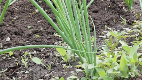 Weeding green onions on grad Stock Footage 76788324