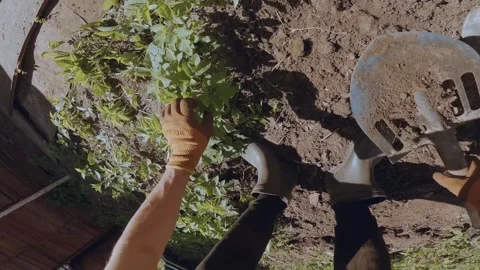 Weeding the ground, weeding the soil, clean the soil of weeds 库存影片 334633815