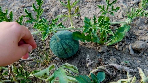 Weeding out a melon patch Stock Footage 93582071