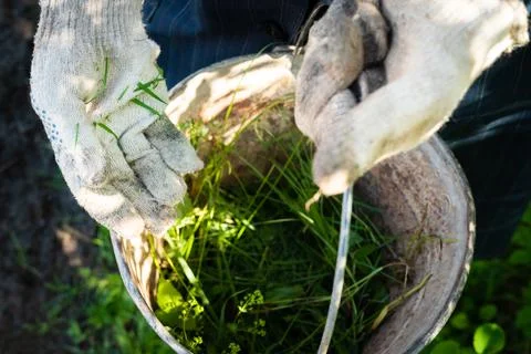 Weeding Stock Photos