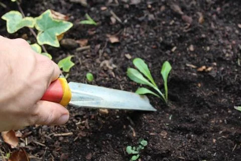 Weeding plants in a patch Stock Photos