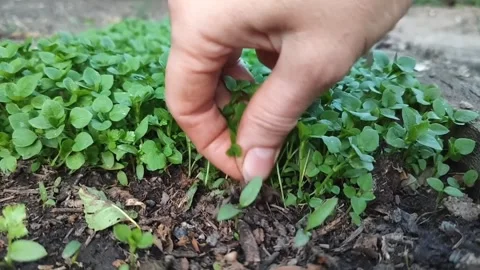 Weeding plants, pulling grass. Stock Footage 247137322