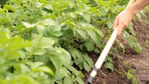 Weeding potato bed with chopper in the garden Video stock 79671366