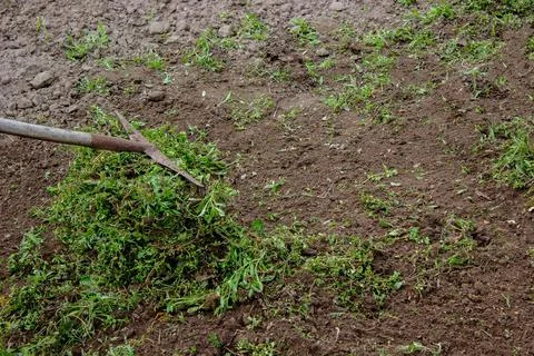Weeding: Preparing the Soil for Planting Stock Photos