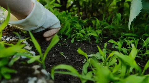 Weeding process. Weeding by hand in the garden. Clearing the land of weeds. Stock Footage 265603883