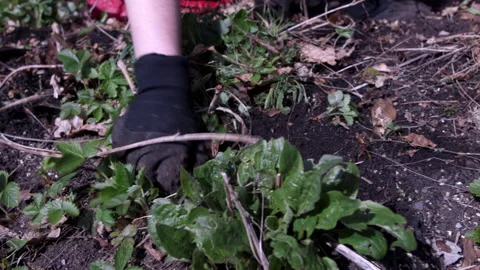 Weeding Strawberries Stock Footage 189004729
