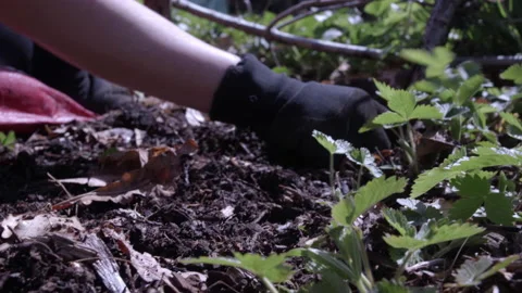 Weeding Strawberries Stock Footage 190560660
