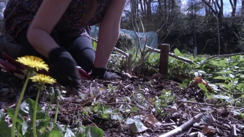 Weeding Strawberries Stock Footage 190563855