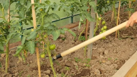 Weeding tomato bed with chopper in greenhouse Stock Footage
