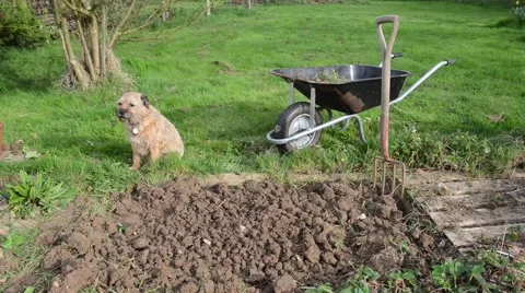 Weeding vegetable patch Vídeo Stock 49780895