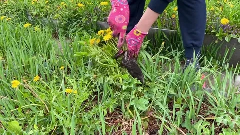 Weeding weeds on a garden plot in spring. Stock Footage 241164054