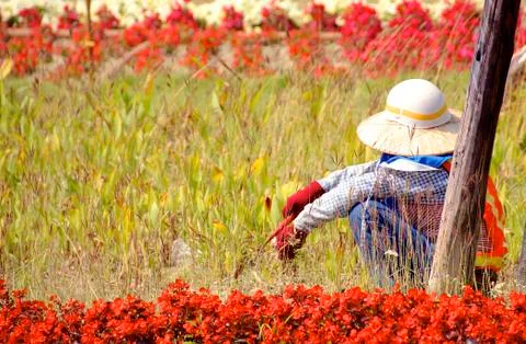 Weeding worker Foto stock