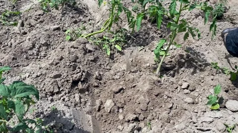Weeding young tomato bushes. Removal of weeds. Vídeo Stock 246048964