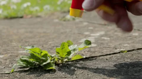 Weedkiller Video stock 11100984