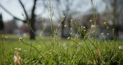 Weeds 01 Stock Footage 127340838